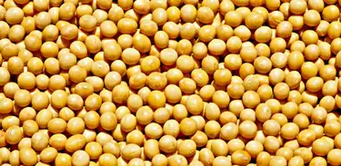 Embrapa em parceria com Caramuru alimento lançam uma nova cultivar de soja indicada para produtores do Centro-norte de Mato Grosso que buscam cultivares de ciclo médio a tardio
