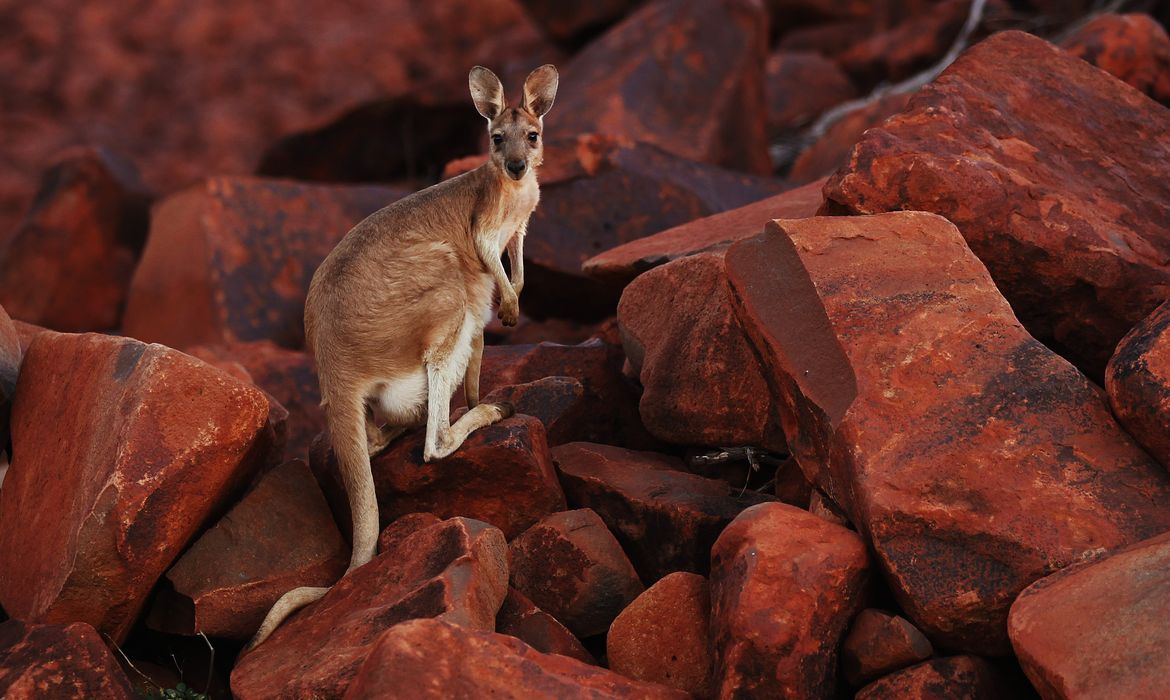 Um canguru observa em pé sobre rochas de minério de ferro perto do porto de Dampier na região de Pilbarra, na Austrália Ocidental
