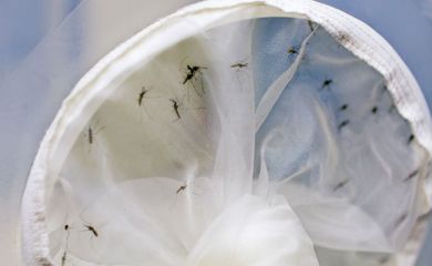 O relatório destaca a necessidade de controlar o mosquito Aedes aegypti de forma integrada e multissetorial, considerando que o  mesmo espalha várias doenças