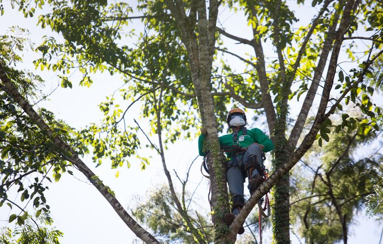 Trabalho de resgate do DNA das plantas nativas