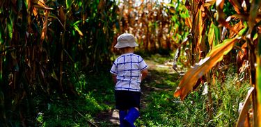 Criança em plantação de milho
