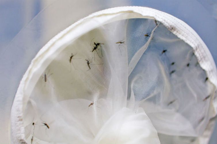 O relatório destaca a necessidade de controlar o mosquito Aedes aegypti de forma integrada e multissetorial, considerando que o mesmo espalha várias doenças