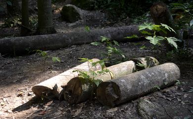 Floresta do Parque Nacional da Tijuca ganha mais 260 mudas de espécies nativas da Mata Atlântica. A ação foi promovida pelos voluntários do Instituto Conhecer para Conservar, do Grupo Cataratas, e de Paineiras Corcovado, no Parque Lage. 