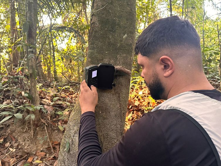 Pesquisadores acham ave quase em extinção e desaparecida há 40 anos. O mutum-pinima está criticamente ameaçado principalmente pela destruição do habitat. Instalação de armadilha fotográfica. Foto Acerto Fauna-MA/Divulgação