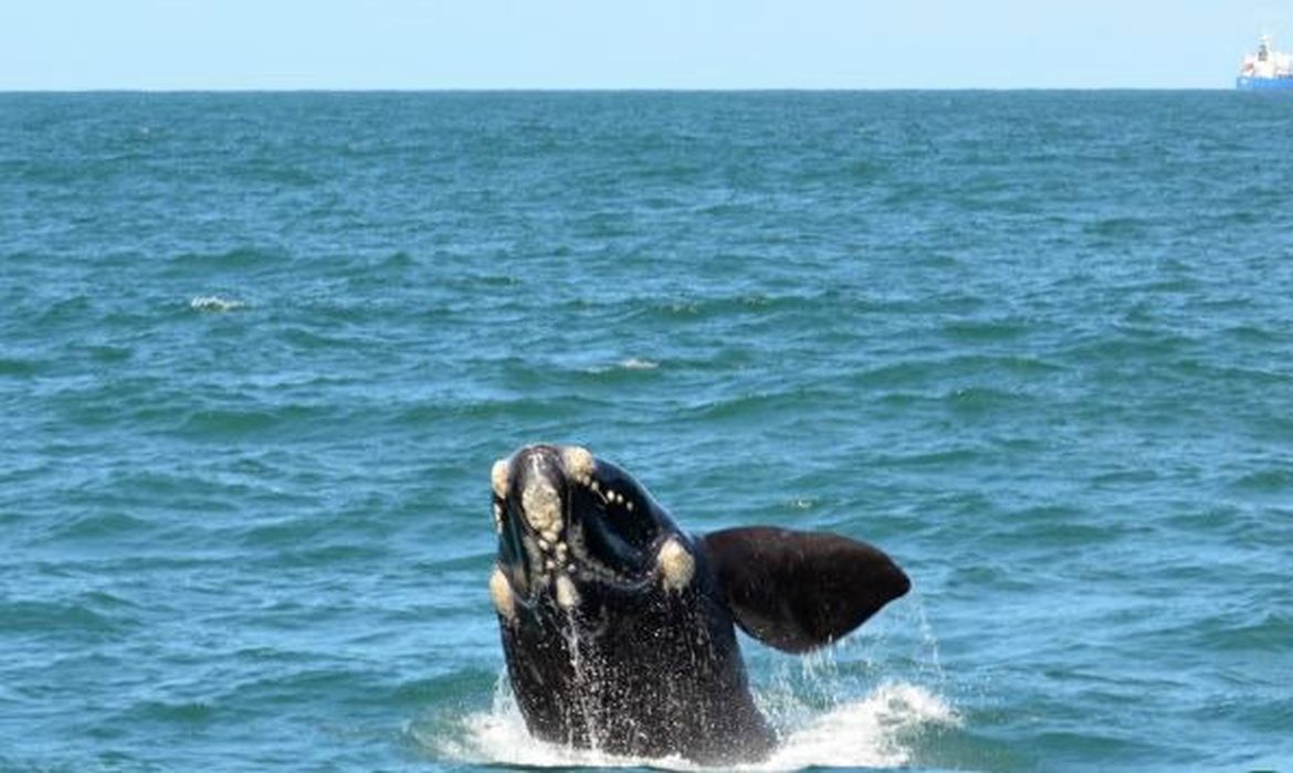 Baleias, Franca, Austral