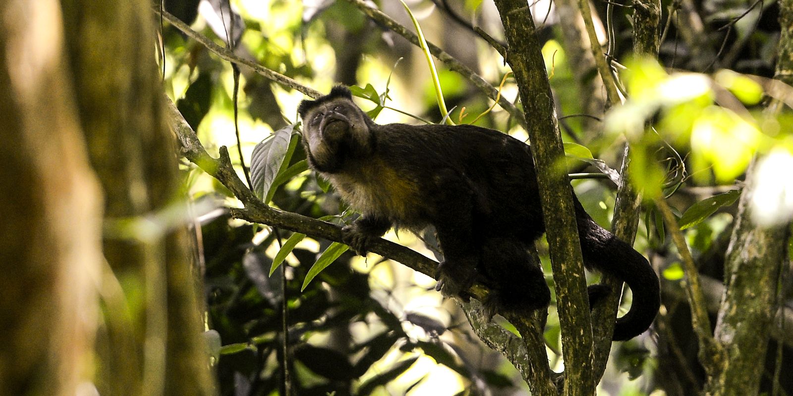 Macaco-prego-de-crista: vítima da Mata Atlântica - ((o))eco