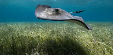 Arraia, animal marinho