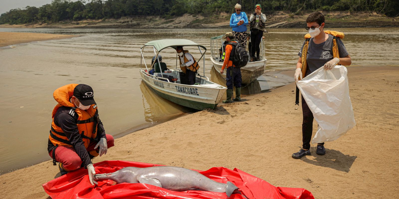 Estiagem severa ameaça vida de botos no Lago Tefé, no Amazonas