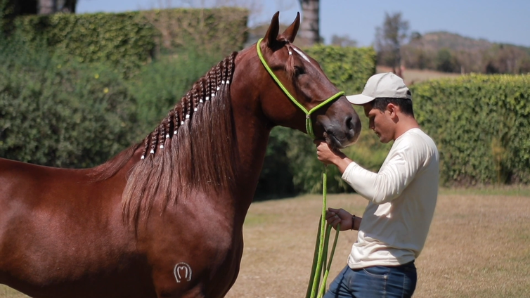 Veja a importância de cuidar bem dos cascos dos cavalos