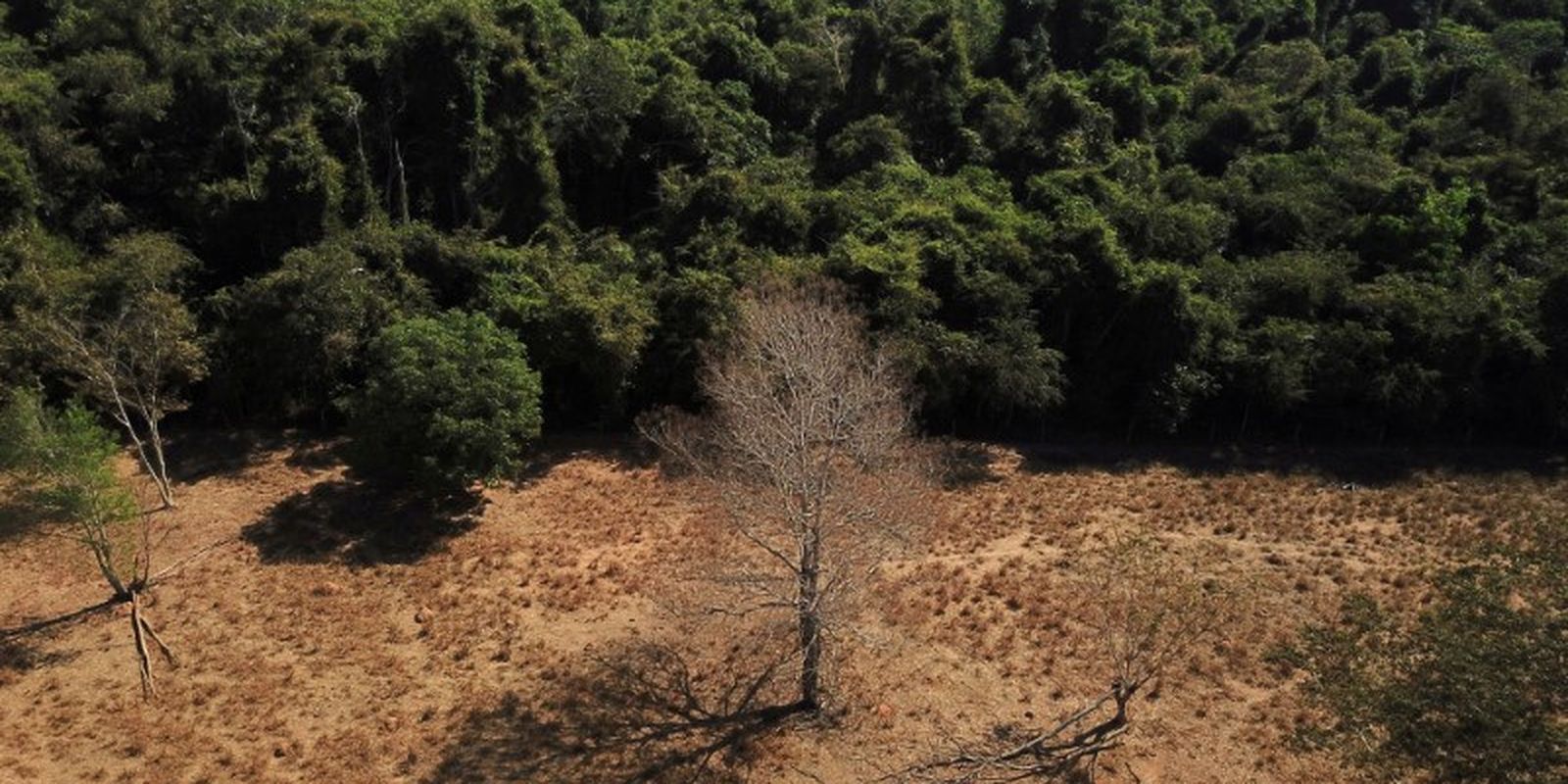 Deforestación en la Amazonía cae 36% en el primer trimestre