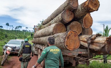  Ibama apreende carregamento de Ipê extraído ilegalmente da Terra Indígena Cachoeira Seca, Pará em março deste ano