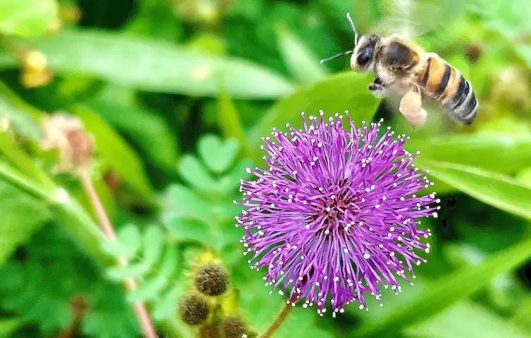 Brasília (DF), 21.03.2024 – Abelha africana ou africanizada (Apis mellifera scutellata), no Parque Ecológico do Lago Norte. - Várias espécies de abelhas estão ameaçadas de extinção em todo o mundo, tanto pela perda de seu habitat natural quanto pelo uso excessivo de agrotóxicos.  Foto: Juca Varella/Agência Brasil