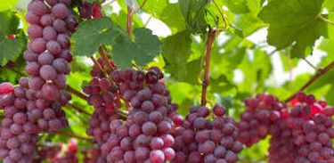 Com sabor de frutas vermelhas, a uva melodia foi desenvolvida pelo programa de Melhoramento Genético Uvas do Brasil