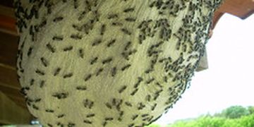 Abelhas e agronegócio: Fórum discute a sustentabilidade da apicultura