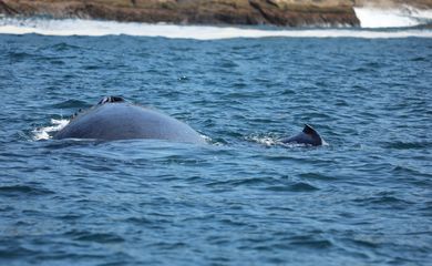 baleias-jubarte
