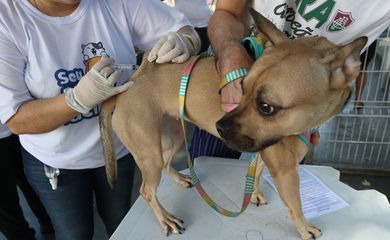 Posto de vacinação no Rio Comprido, região central da cidade. Rio inicia hoje(27) campanha de vacinação antirrábica para cães e gatos.
