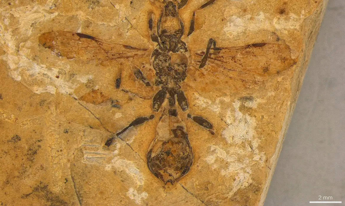 Formiga fossilizada de 113 milhões de anos preservada em calcário descoberto no Nordeste do Brasil, o espécime de formiga mais antigo conhecido no mundo, é visto nesta fotografia divulgada em 24 de abril de 2025
Reuters/Anderson Lepeco/Proibida reprodução