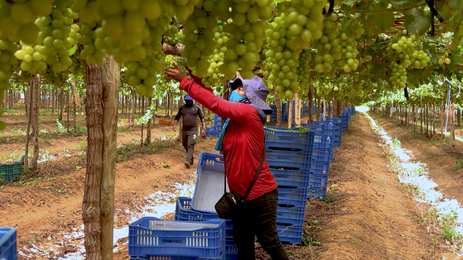 Caminhos da Repórtagem - produção de uvas no Vale do São Francisco Caminhos da Repórtagem - produção de uvas no Vale do São Francisco
