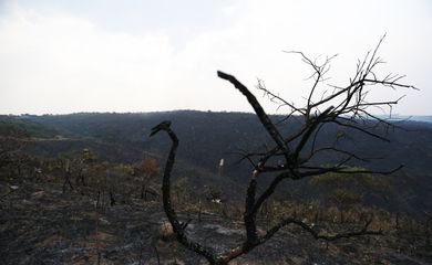 Brasília - Incêndio destrói cerrado na região do Lago Oeste, no Distrito Federal (Fabio Rodrigues Pozzebom/Agência Brasil)