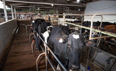 Bovinocultura de leite,Vaca, leite