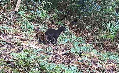Sāo Paulo (SP) - Um felino selvagem, negro e raro é registrado em reserva protegida na Mata Atlântica por meio de câmeras, realizado em espaço conservado no Paraná, que captou em vídeo a imagem da mãe, com coloração inteiramente negra, e seu filhote com a coloração comum da espécie - o gato-do-mato-pequeno (Leopardus guttulus) - considerada em risco de extinção.

Frame/Programa Grandes Mamíferos da Serra do Mar/Fundação Grupo Boticário 