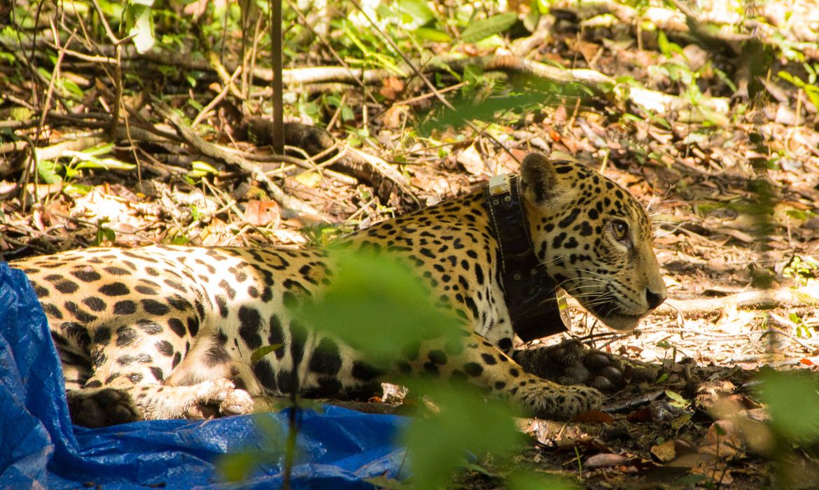 Onça é monitorada em reserva do Amazonas