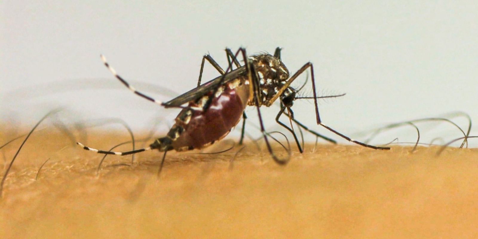 Dengue: São Paulo registra 285 mortes e 573 mil casos