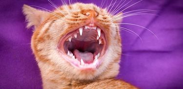 Gato bocejando e expondo todos os dentes