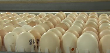 Agro Nacional destaca: como inserir nutrientes nos ovos através da sua casca
