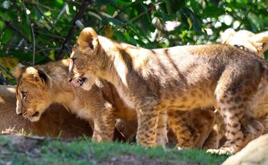 São Paulo (SP), 02/03/2025 - As filhotes da leoa Erindi e do leão Django, que nasceram em cativeiro, são colocadas para exposição na Ilhas dos Leões, no Zoológico de São Paulo, localizado na Zona Sul da capital paulista. Foto: Rovena Rosa/Agência Brasil