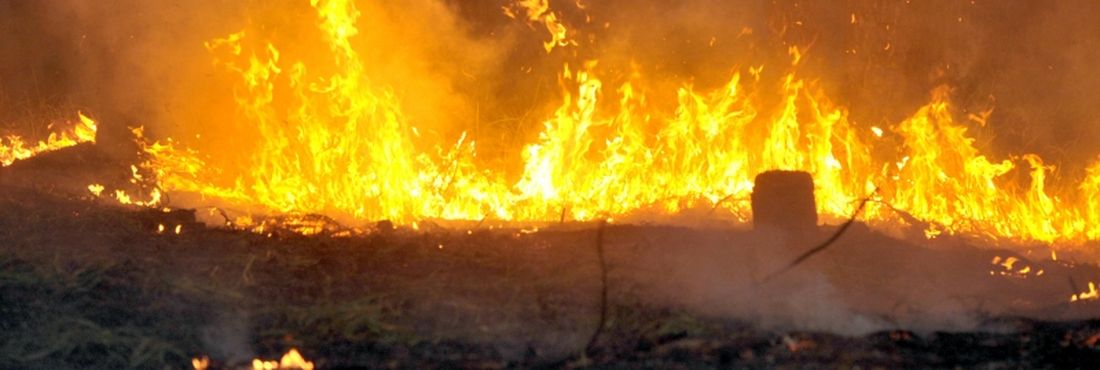 Cerrado lidera ranking de biomas com focos de incêndio