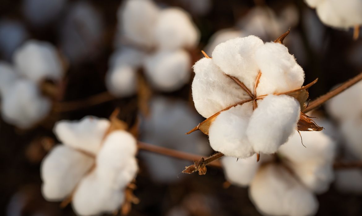 Colheita de algodão. Foto: Wenderson Araujo/Trilux