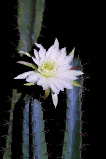 Fernando Frazão/Agência Brasil Flor do Mandacaru de Pedra vista no Jardim Botânico do Rio de Janeiro, que inicia programa de visitas noturnas guiadas para observar fauna e flora.