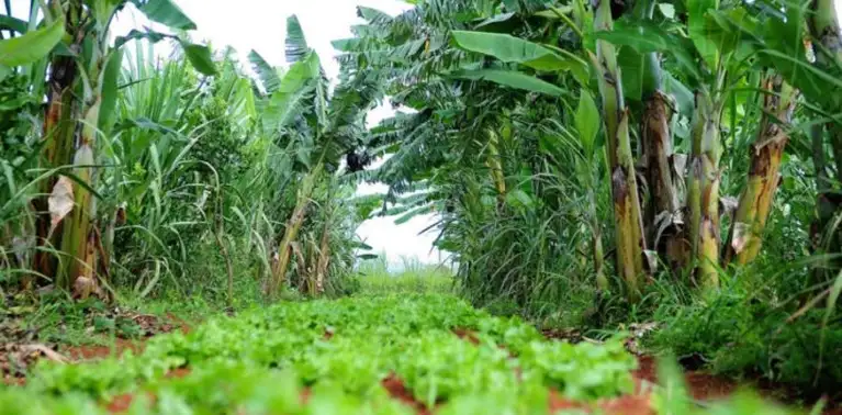 Agroecologia