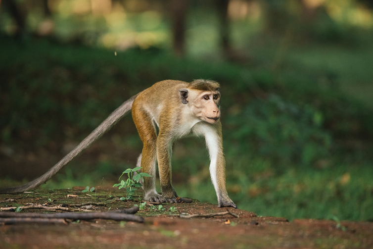 Ilha dos Macacos revela os desafios dos animais em uma antiga cidade em ruínas, no Sri Lanka 