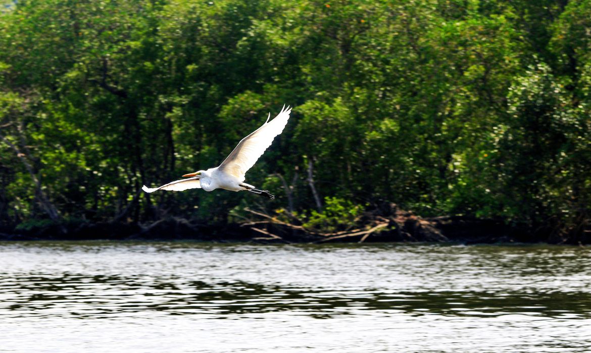 Rio de Janeiro (RJ), 27/03/2023 - Garça-branca-grande (Ardea alba) se alimenta na Baía de Guanabara. Foto: Tânia Rêgo/Agência Brasil