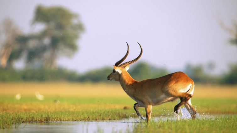 Vida Selvagem na África explora o Delta do Okavango