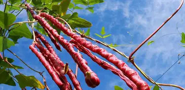 Embrapa apresenta duas novas cultivares de feijão-de-corda com cores vibrantes e de  grande valor nutritivo