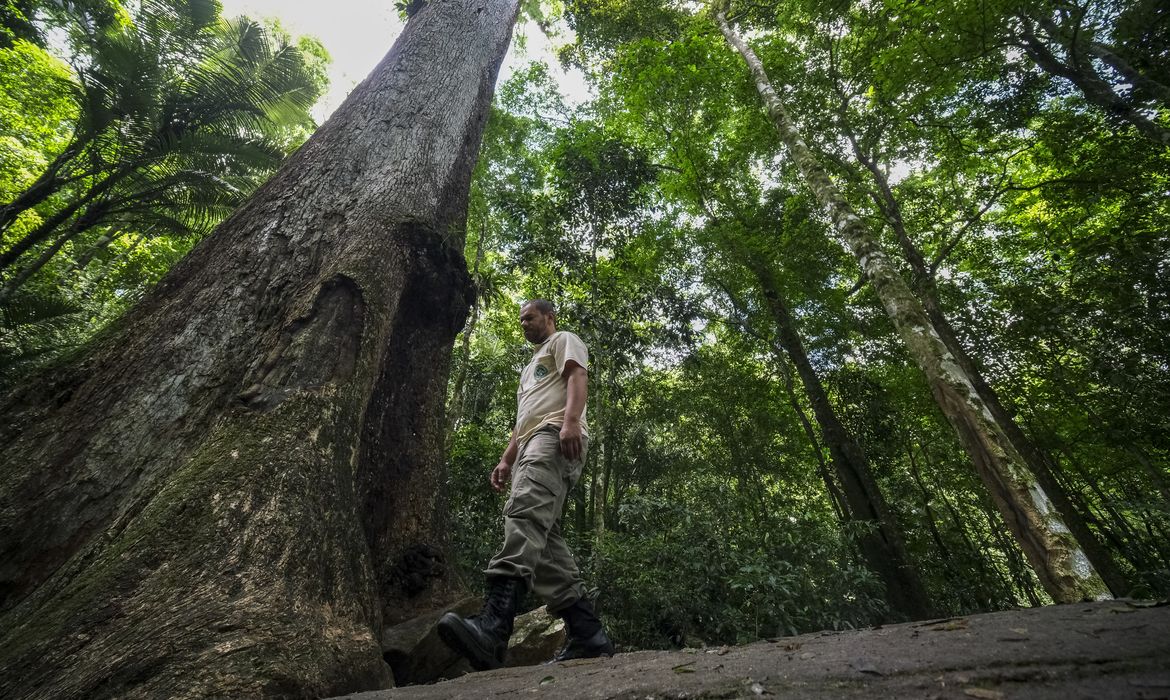 Fernando Frazão/Agência Brasil Cachoeiras de Macacu (RJ) 25/11/2024 – Um Jequitibá-rosa (Cariniana legalis) milenar, com mais de 40 metros de altura, é observado pelo guarda-parque Leomir Ferreira no Parque Estadual dos Três Picos, que recebe monitoramento do Projeto Guapiaçu para restauração da Mata Atlântica e educação ambiental. Foto: Fernando Frazão/Agência Brasil