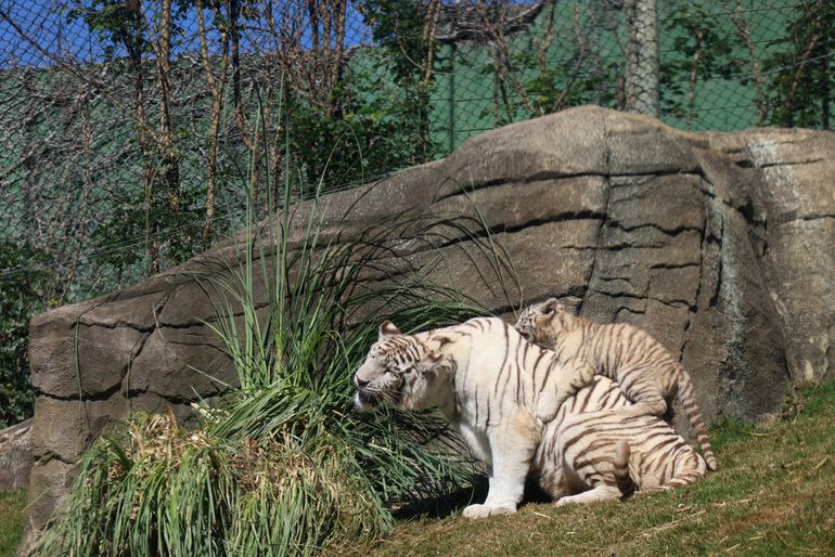 São Paulo (SP), 18/07/2025 - Filhotes da tigresa branca Indira no zoológico Animália Park, em Cotia. Foto: Rovena Rosa/Agência Brasil