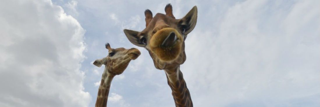 Girafas no Zoológico de Brasília