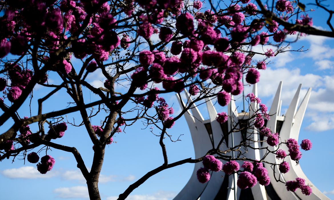 Primeiro da espécie a florir, ipê roxo encanta brasilienses e visitantes |  Agência Brasil