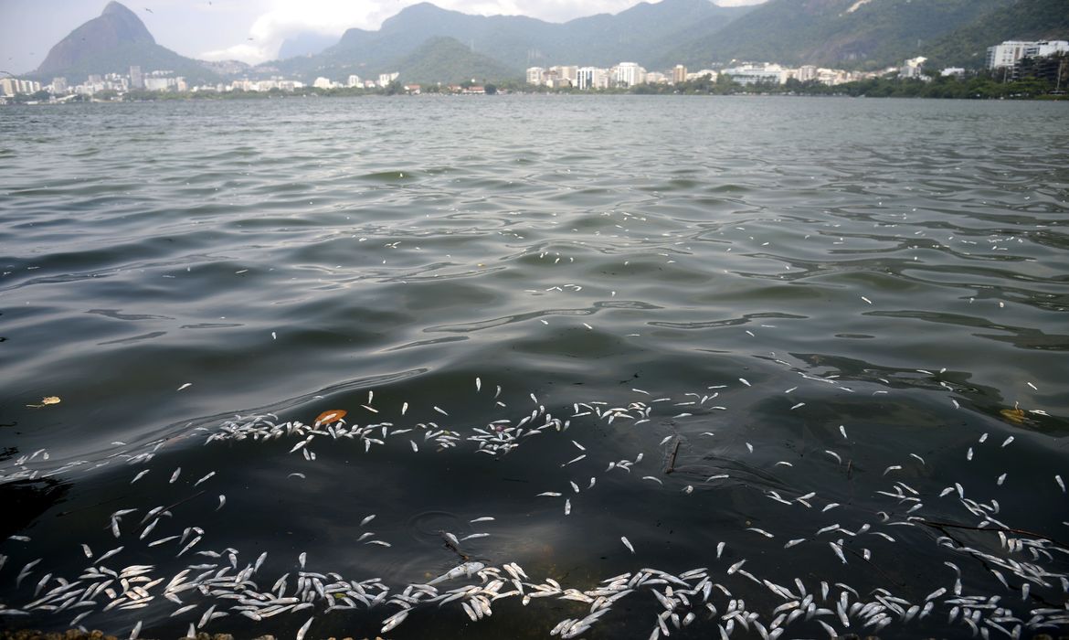 A Companhia de Limpeza Urbana (Comlurb) recolhe toneladas de peixes mortos da Lagoa Rodrigo de Freitas, zona sul do Rio de Janeiro. A mortandade atingiu principalmente as savelhas, peixes mais fracos quando falta oxigenação na água.