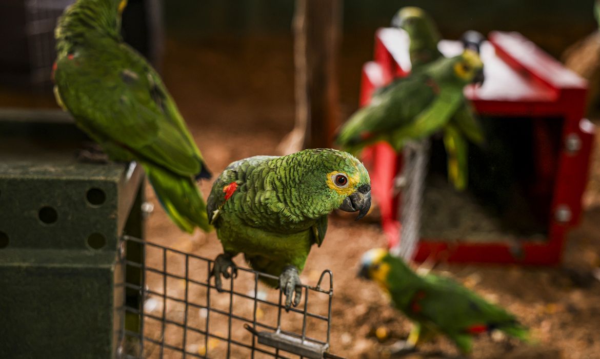 Brasília (DF), 28/03/2025 - Ibama faz a soltura de 14 araras e 19 papagaios. As aves serão reintroduzidas à natureza na Reserva ecológica Chapada Imperial. Foto: Marcelo Camargo/Agência Brasil