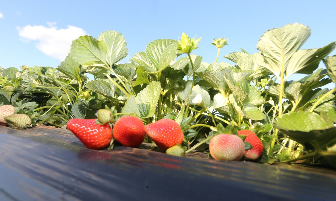 Produtores de morango do país celebram safra, inovações e história Agência Brasil Produtores de morango do país celebram safra, inovações e história Agência Brasil