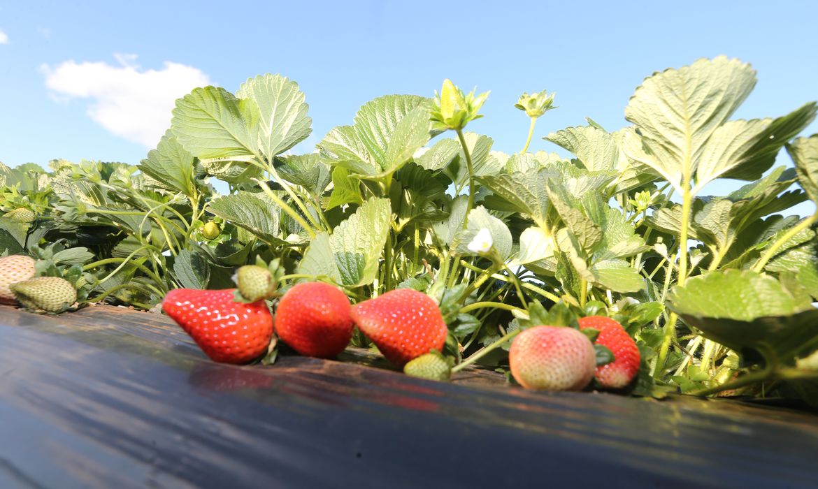 Brazlândia (DF) - Em setembro, diversas cidades do país promovem a festa do morango. Com tecnologia, agricultores conseguem colher a fruta o ano todo (Valter Campanato/Agência Brasil)