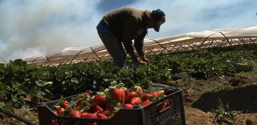 O cultivo de Morango dita a pauta do Agro Nacional