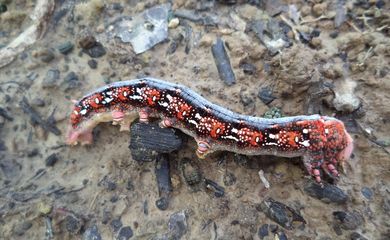 A lagarta da espécie Mandarová já se espalhou por cerca de 1,2 mil hectares, principalmente, da cultura da mandioca   