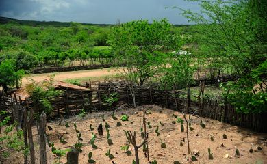 Nova Russas - Moradores convivem com período de seca na comunidade rural de Irapuá. Na foto, a plantação do agricultor João Pinto, 52 anos  (Fernando Frazão/Agência Brasil)