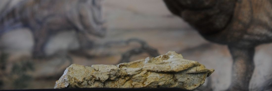 Paleontólogos descobrem fóssil do mais antigo réptil antigo